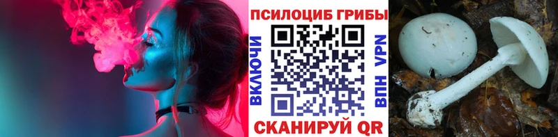 Галлюциногенные грибы Psilocybine cubensis  закладка  Арзамас 